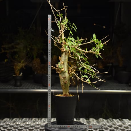 Commiphora habessinica コミフォラ ハベシニカ 発根済現地株 H8