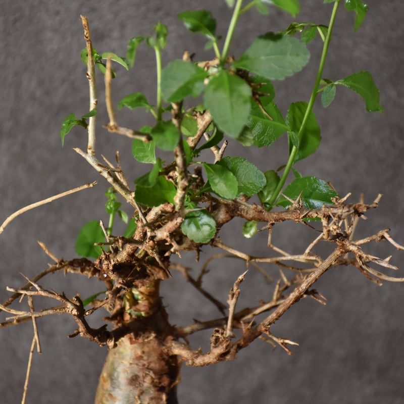 Commiphora habessinica コミフォラ ハベシニカ 発根済現地株 #4