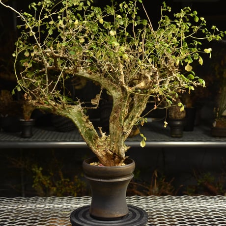 Commiphora campestris コミフォラ カンペストリス 発根済現地株 A11