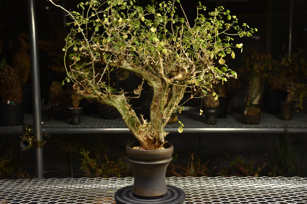 希少種Commiphora campestris コミフォラ カンペストリス Commiphora campestris コミフォラ カンペストリス 発根済現地株 A11