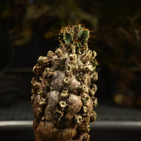 Euphorbia mlanjeana　ユーフォルビア ムランジーナ 発根済現地株 I49