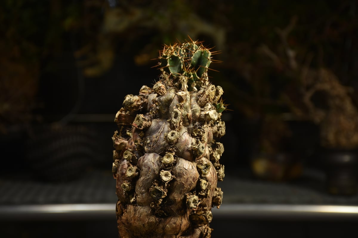 Euphorbia mlanjeana ユーフォルビア ムランジーナ 発根済現地株 I49 |