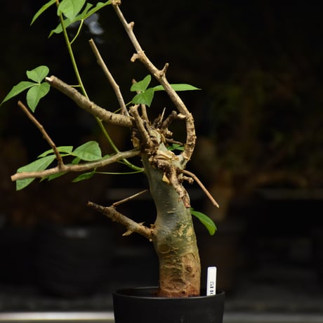 Commiphora holtziana コミフォラ ホルトジアナ 発根済現地株 H10