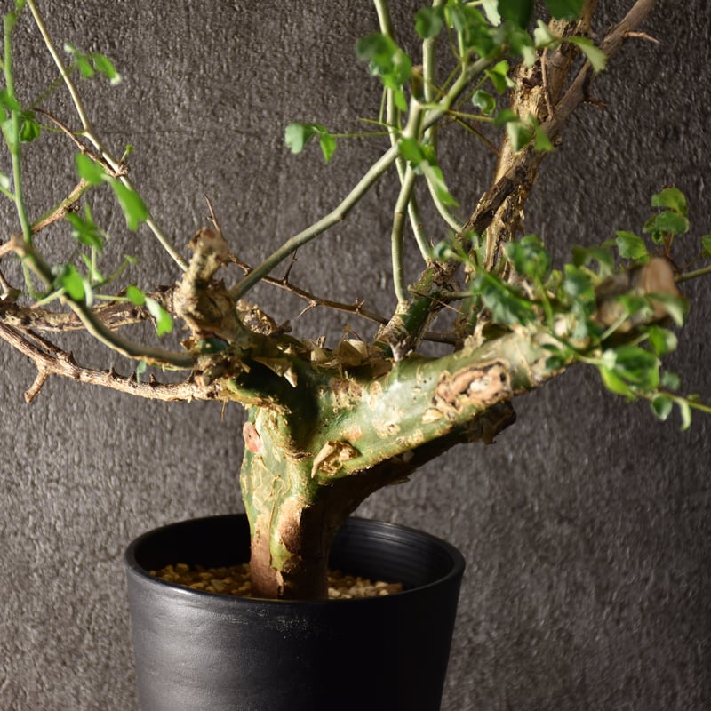 Commiphora campestris var. campestris コミフォラ カンペ