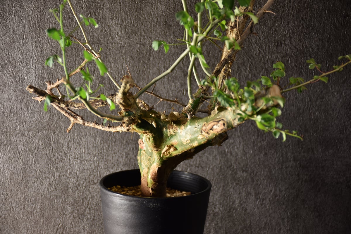 Commiphora campestris var. campestris コミフォラ カンペ