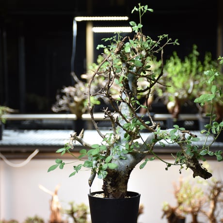 Commiphora holtziana コミフォラ ホルトジアナ 発根済現地株 #8