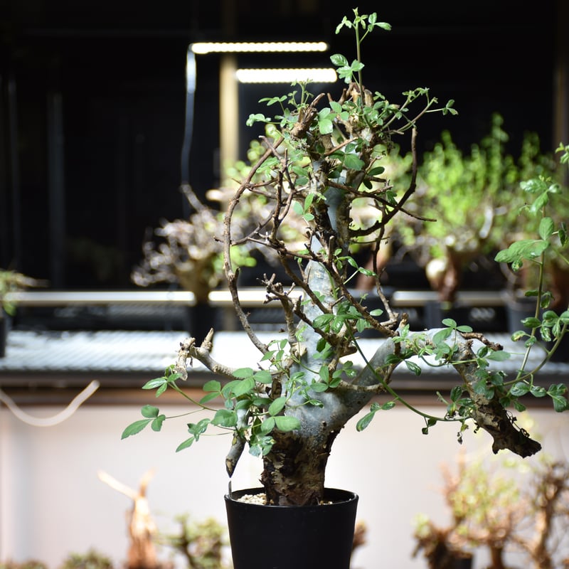 コミフォラ　ホルトジアナ Commiphora holtziana コミフォラ ホルトジアナ 発根済現地株 #4