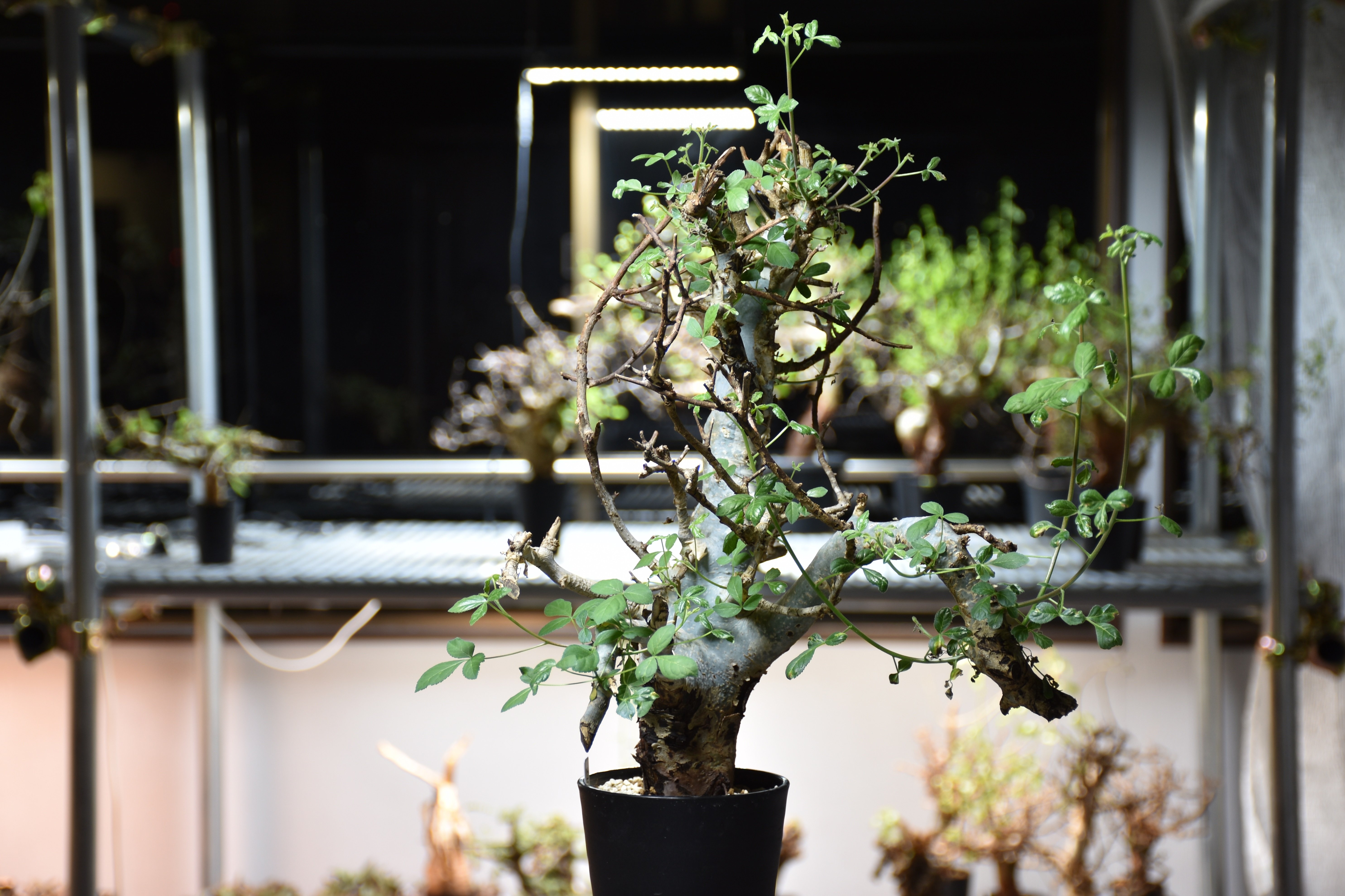 Commiphora holtziana コミフォラ ホルトジアナ 発根済現地株 #8 | B