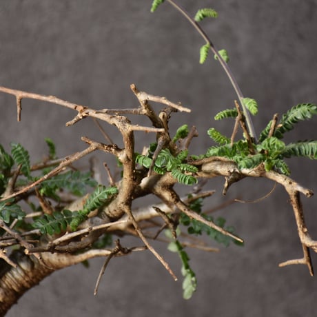 Boswellia neglecta　ボスウェリア ネグレクタ　発根済現地株　#8