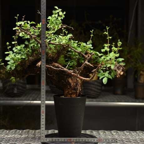 Commiphora Boranensis　コミフォラ ボラネンシス　発根済現地株　F15
