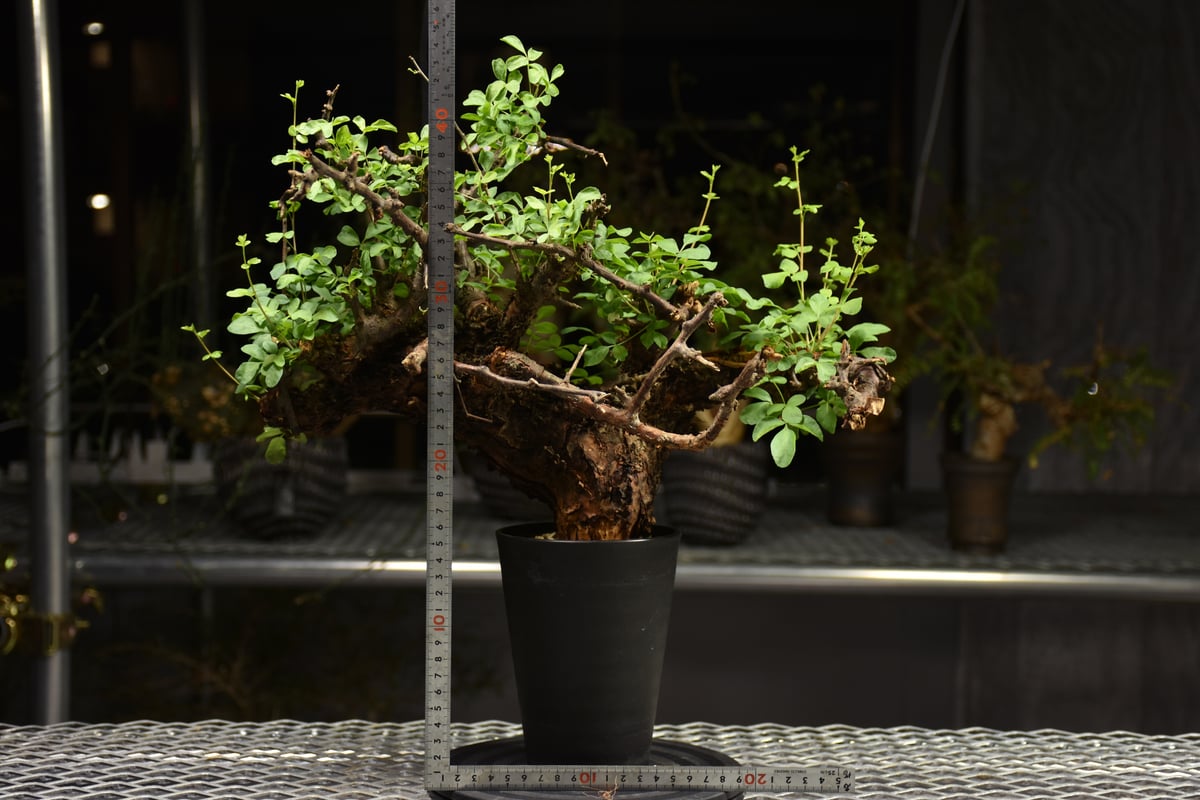 Commiphora Boranensis コミフォラ ボラネンシス 発根済現地株
