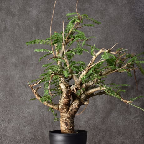 Boswellia neglecta　ボスウェリア ネグレクタ　発根済現地株　#5