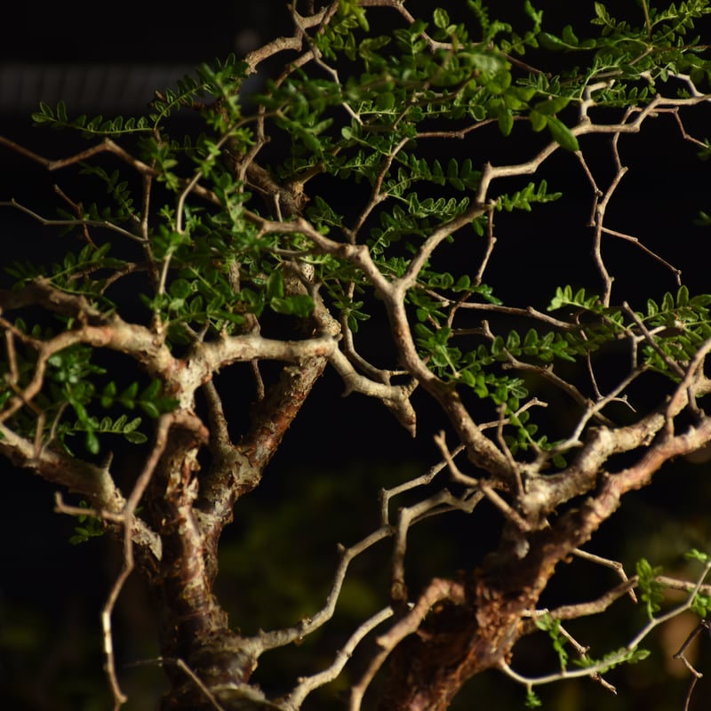 Commiphora monstruosa コミフォラ モンストローサ 発根済現地株