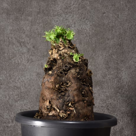 CATEGORY Euphorbia | BONDEX CATEGORY Euphorbia | BONDEX