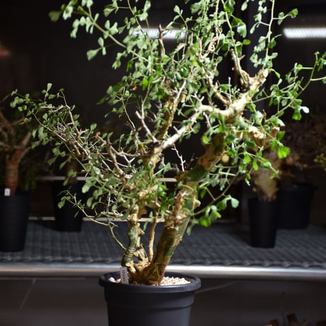 Commiphora campestris var. campestris コミフォラ カンペストリス 発根済現地株 B8