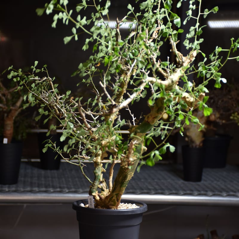 Commiphora campestris var. campestris コミフォラ カンペ
