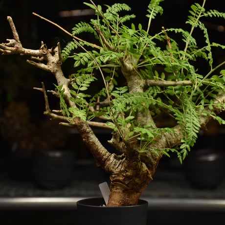 Boswellia neglecta　ボスウェリア ネグレクタ　発根済現地株　H11