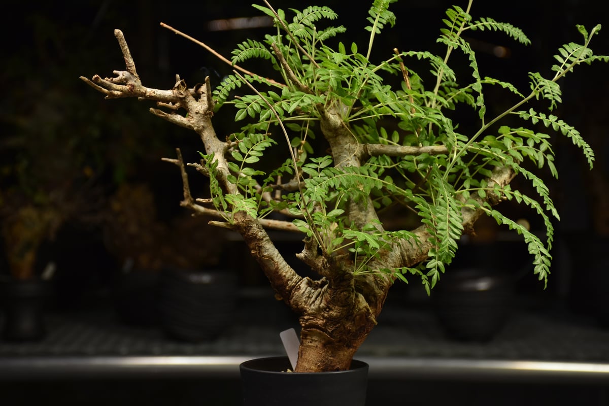 Boswellia neglecta ボスウェリア ネグレクタ 発根済現地株 H11 | BO