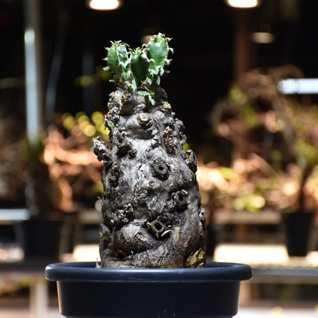 Euphorbia mlanjeana　ユーフォルビア ムランジーナ 発根済現地株 #10