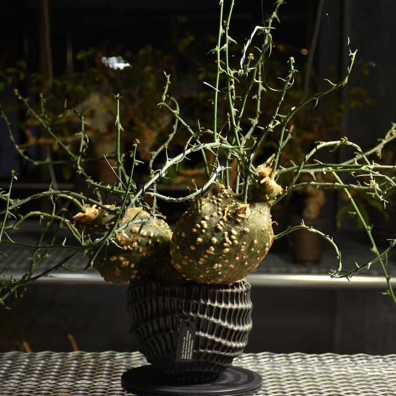 Adenia grobosa アデニア グロボーサ 発根済現地株 D31 | BONDEX