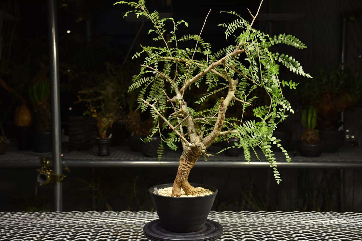 Boswellia neglecta ボスウェリア ネグレクタ 発根済現地株 H15 | BO
