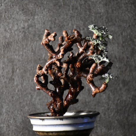 Pelargonium mirabile　ペラルゴニウム ミラビレ　発根済現地株 #1