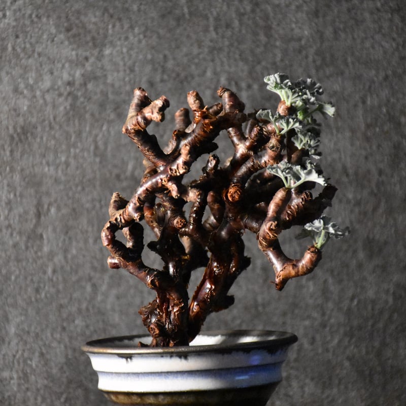 Pelargonium mirabile ペラルゴニウム ミラビレ 発根済現地株 #1 | B