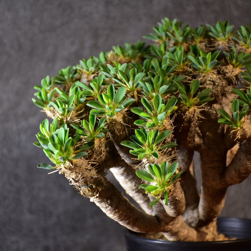 特選標本級 ユーフォルビア ギラウミニアナ 超美形 超特大 現地株 発根