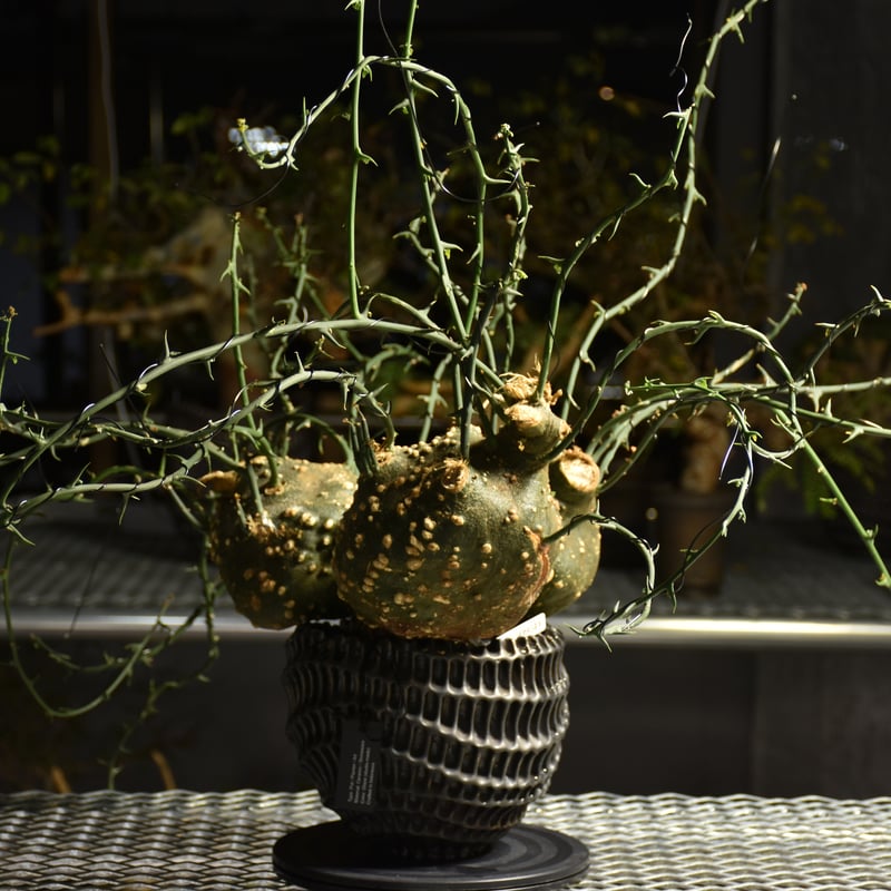 Adenia grobosa アデニア グロボーサ 発根済現地株 D31 | BONDEX