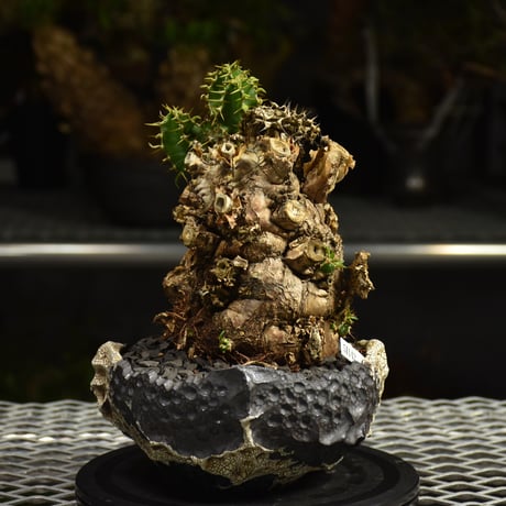 Euphorbia mlanjeana　ユーフォルビア ムランジーナ 発根済現地株 I79