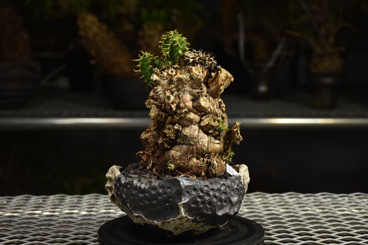 Euphorbia mlanjeana ユーフォルビア ムランジーナ 発根済現地株 I79 |