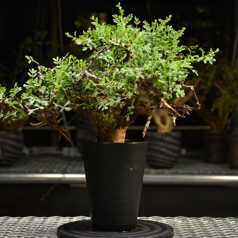 Commiphora pinnate leaves コミフォラ ピンネイトリーブス 発根