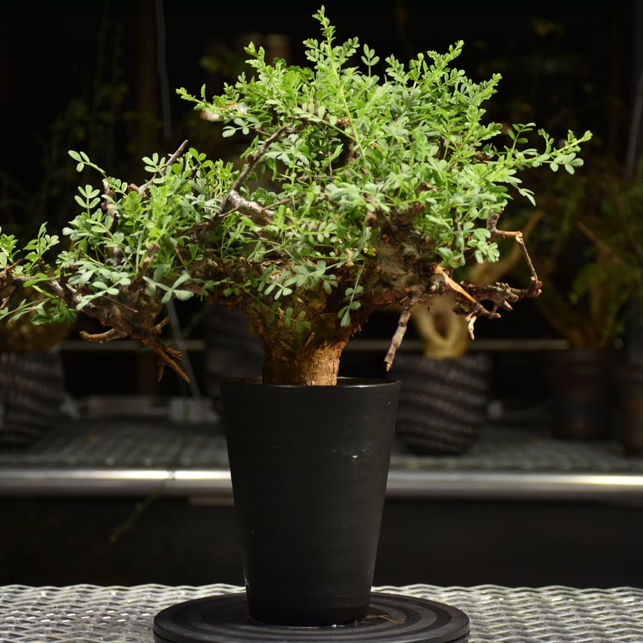 687214f23e0c06ca3a02b30e