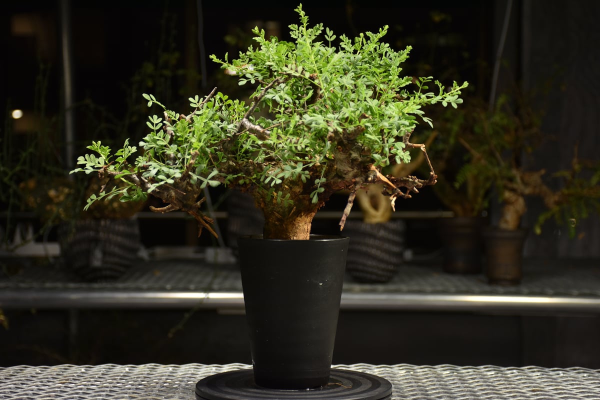 大株　コミフォラ　ピンネイトリーブス Commiphora pinnate leaves コミフォラ ピンネイトリーブス 発根