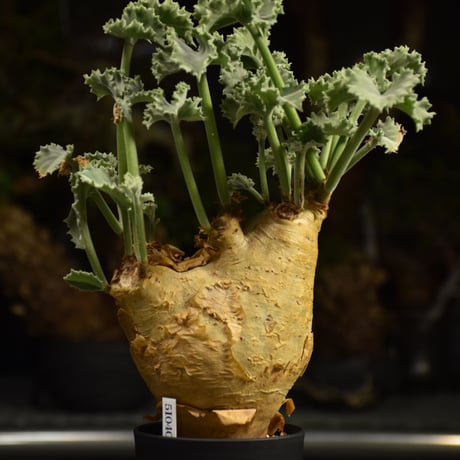 Cyphostemma uter var. macropus　キフォステンマ ウター マクロプス 発根済現地株 I54