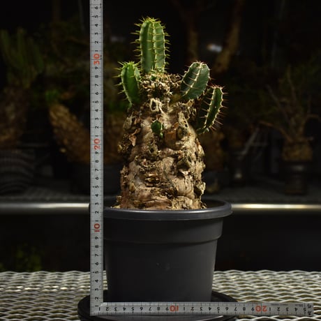 Euphorbia mlanjeana　ユーフォルビア ムランジーナ 発根済現地株 I83