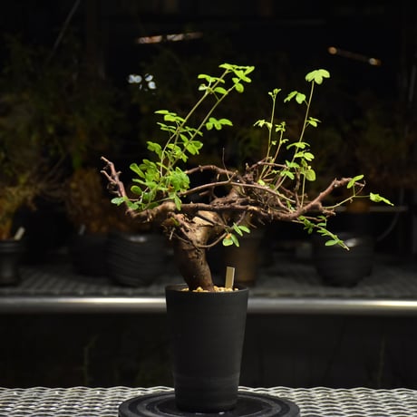 Commiphora Boranensis　コミフォラ ボラネンシス　発根済現地株 F25
