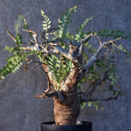 Boswellia neglecta　ボスウェリア ネグレクタ　発根済現地株　#2