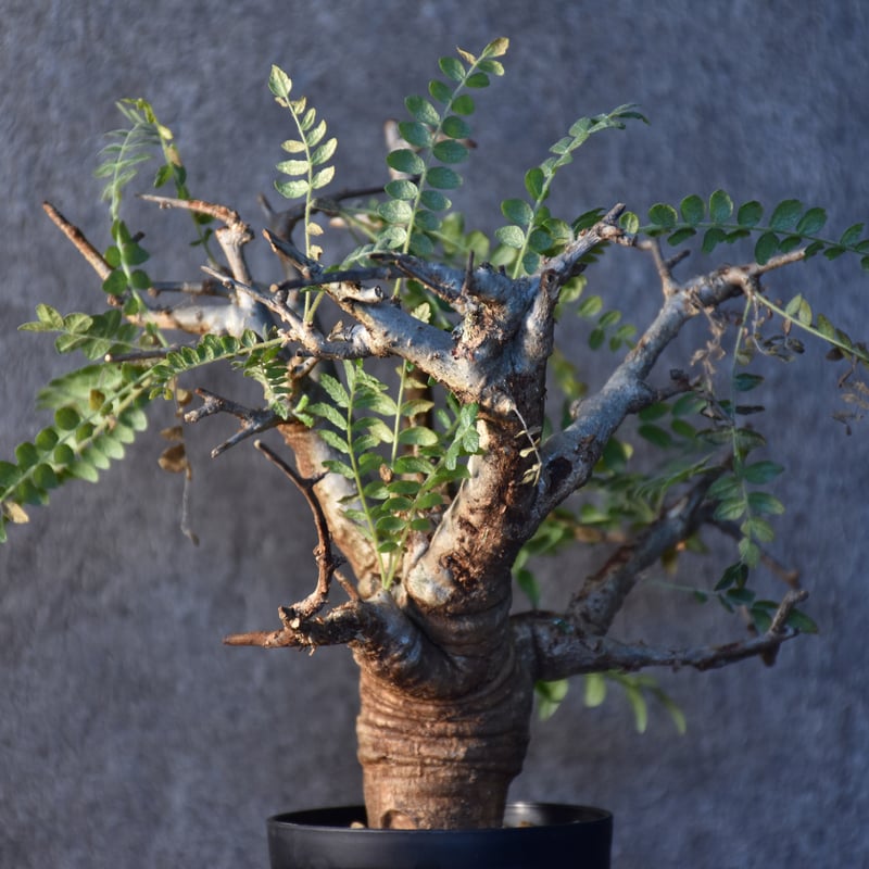 Boswellia neglecta ボスウェリア ネグレクタ 発根済現地株 #2 | BONDEX