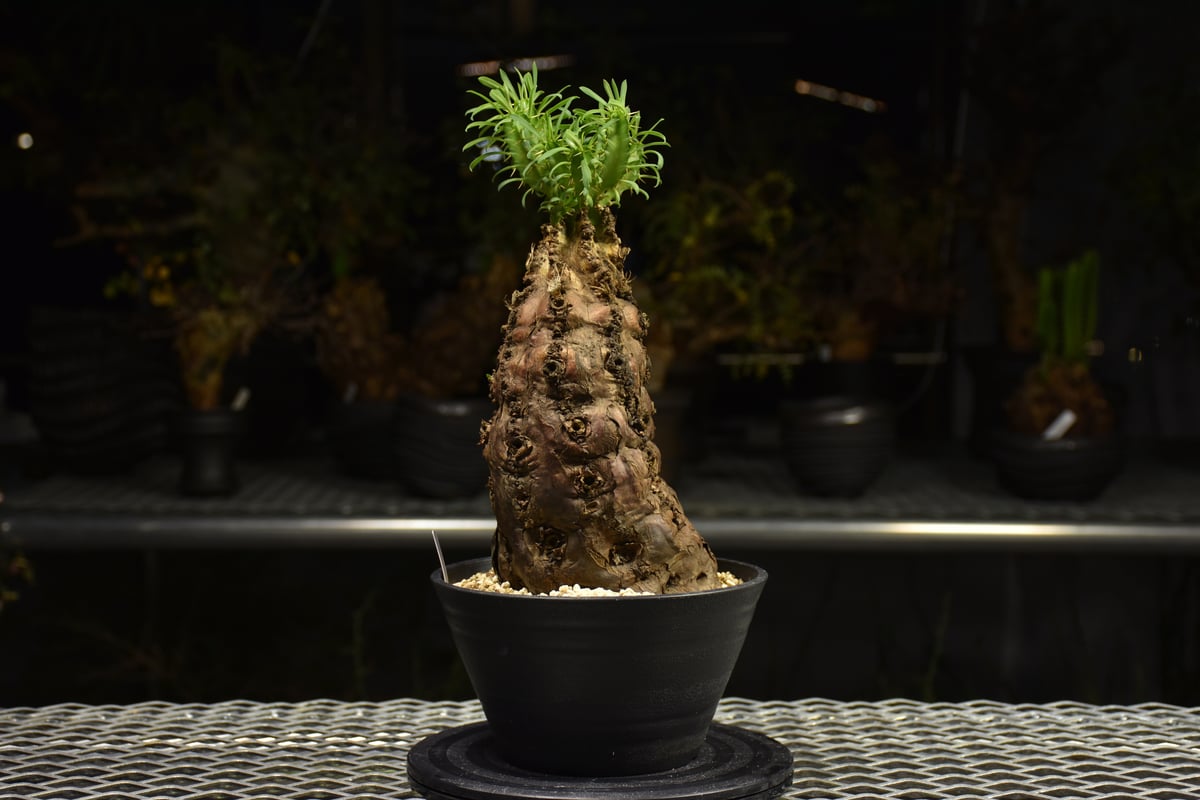 Euphorbia mlanjeana ユーフォルビア ムランジーナ 発根済現地株