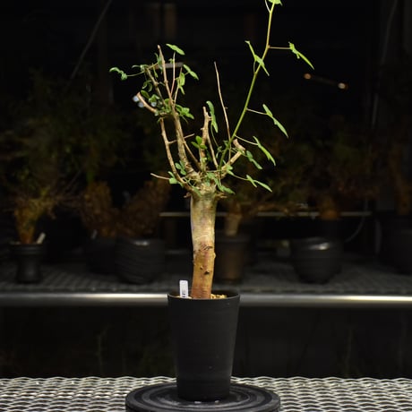 コミフォラホルトジアナ Commiphora holtziana コミフォラ ホルトジアナ 発根済現地株 #7