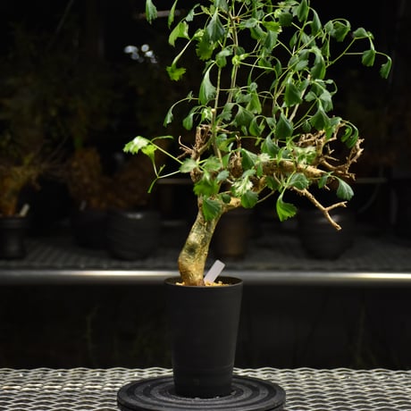 Commiphora campestris コミフォラ カンペストリス 発根済現地株 H2