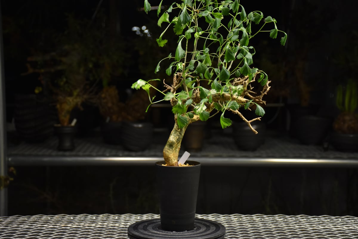 コミフォラ カンペストリス（特大） Commiphora Campest Commiphora campestris コミフォラ カンペストリス 発根済現地株 H2 |