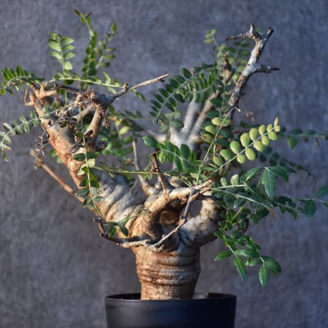 Boswellia neglecta　ボスウェリア ネグレクタ　発根済現地株　#2