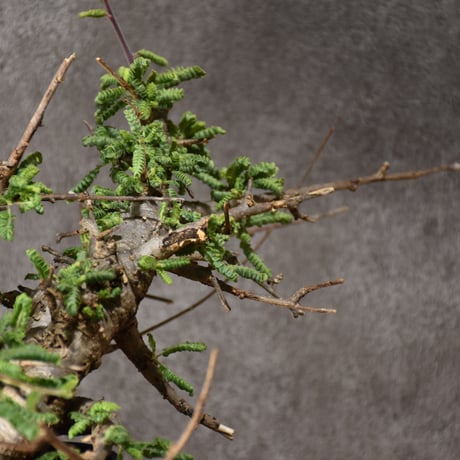 Boswellia neglecta ボスウェリア ネグレクタ 発根済現地株 #10