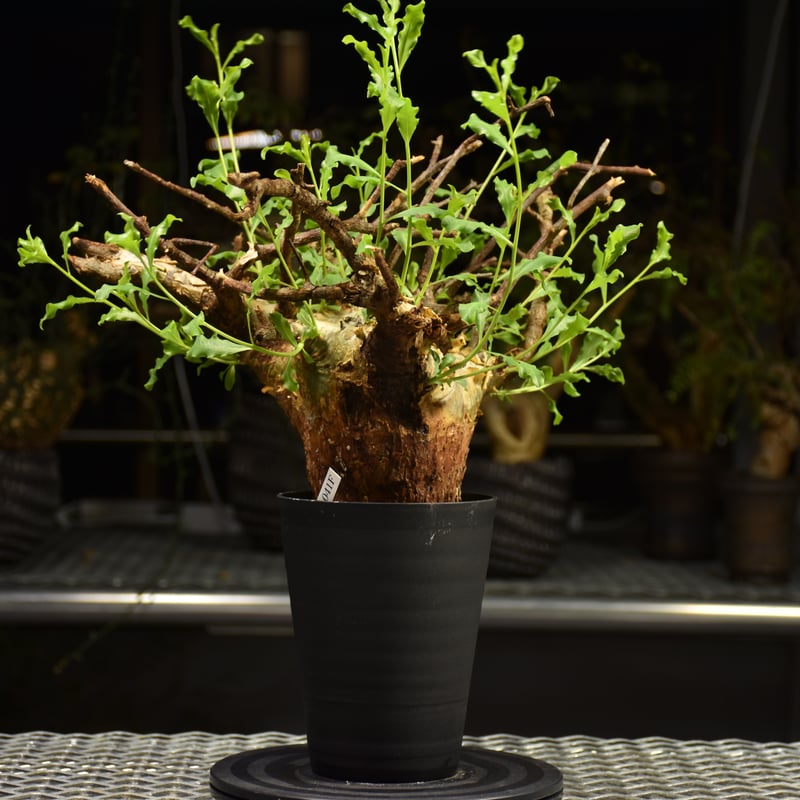 種子2粒 コミフォラ プラニフロンス Commipha planifrons コミフォラ プラニフロンス Commiphora planifrons 実生 2