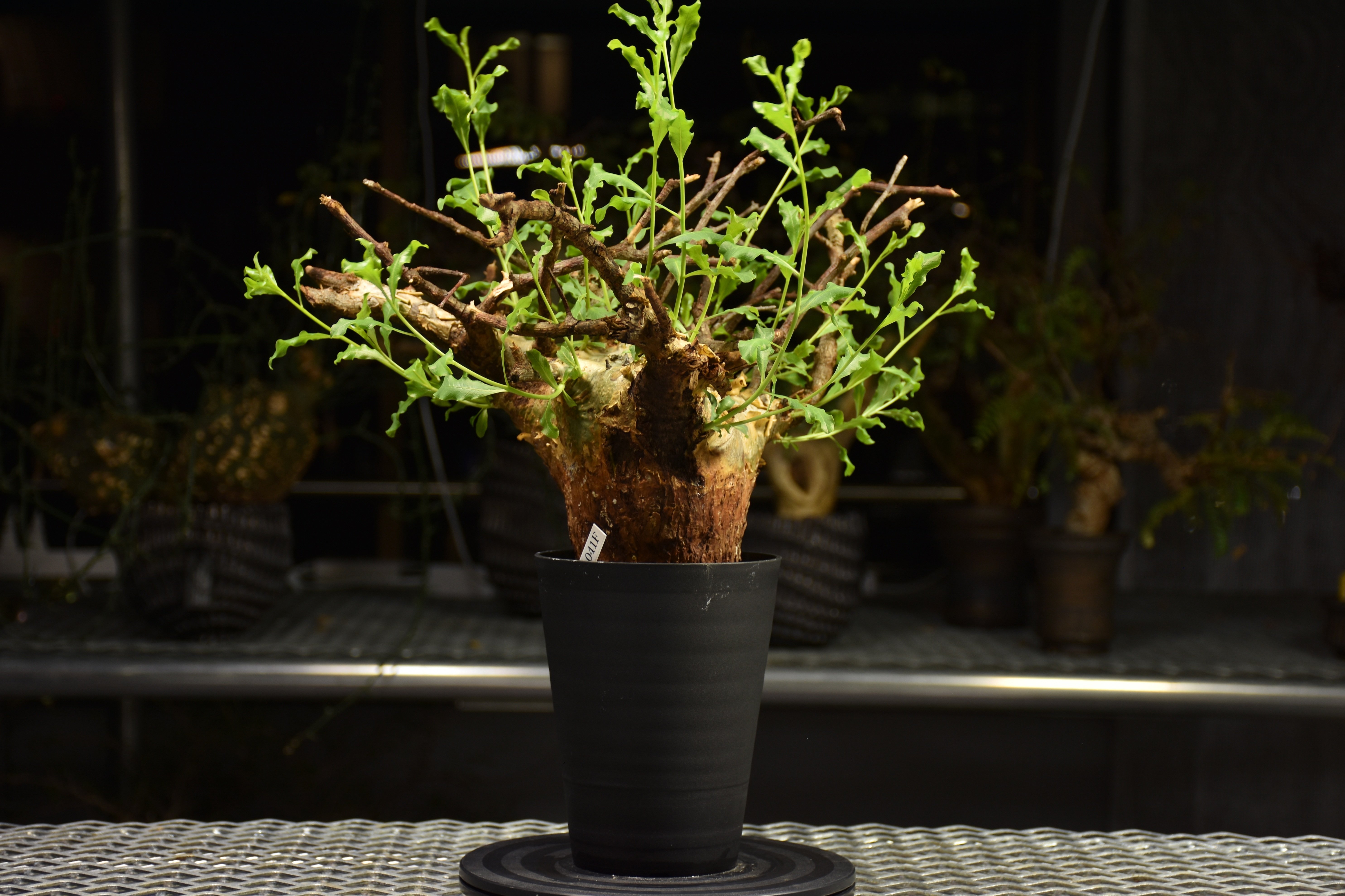 Commiphora glaucescens コミフォラ グラウケスケンス 発根済現地株 F2