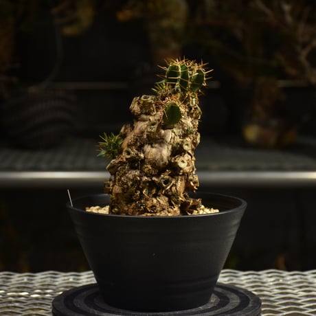 Euphorbia mlanjeana　ユーフォルビア ムランジーナ 発根済現地株 I50