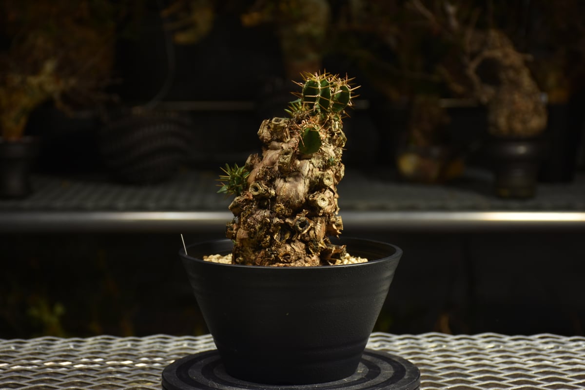 Euphorbia mlanjeana ユーフォルビア ムランジーナ 発根済現地株 I50 |