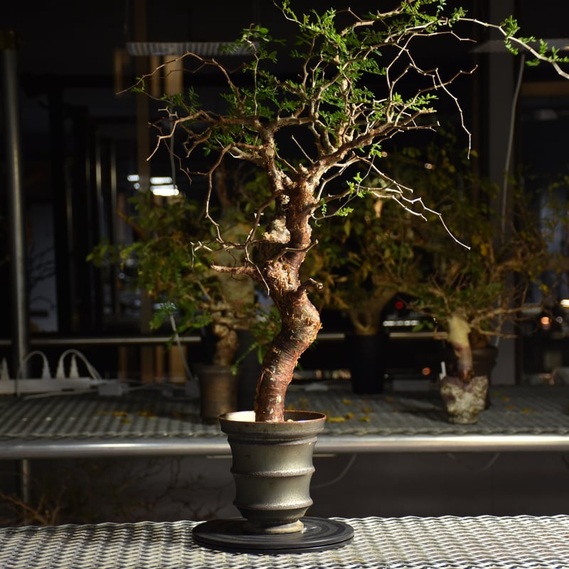 Commiphora monstruosa コミフォラ モンストローサ 発根済現地株 1 |